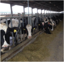 Rationalisation de la production végétale d’une ferme laitière