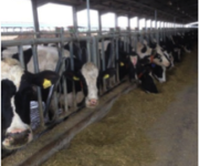 Rationalisation de la production végétale d’une ferme laitière
