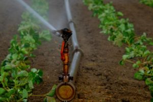 water sprinklers in crops