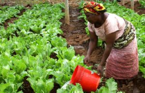 contractualisation agriculture afrique