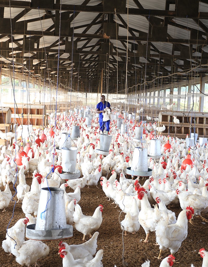 Elevage de poulets en Afrique 