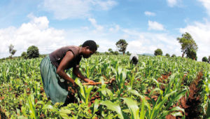 Souveraineté alimentaire Afrique Food Sovereignty Africa