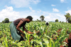 Souveraineté alimentaire Afrique Food Sovereignty Africa