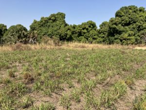 Mars Petfood regenerative agriculture Apexagri