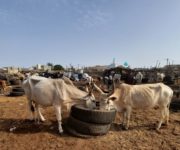 conseil agricole sénégal ferme SCL apexagri