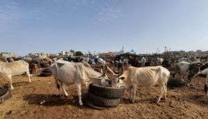 conseil agricole sénégal ferme SCL apexagri
