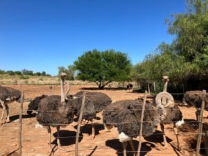 Agro consulting south africa Apexagri