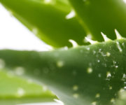 Aloe Vera Maroc Apexagri