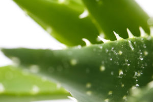Aloe Vera Maroc Apexagri