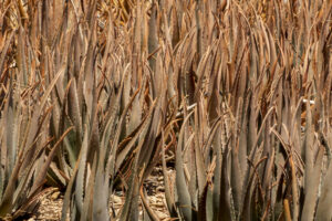 Agriculture cash crops development