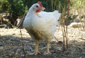 poulet afrique