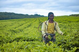 kenya agriculture potential